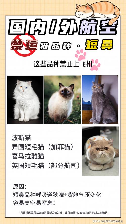 航空托运猫咪的流程及费用