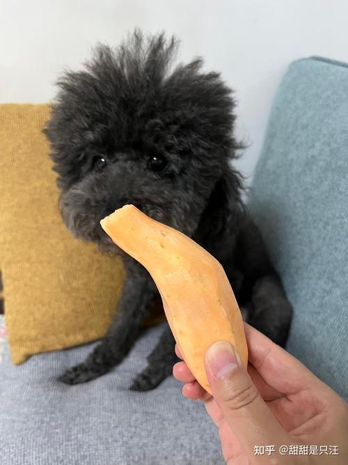 狗狗能吃香芋球吗