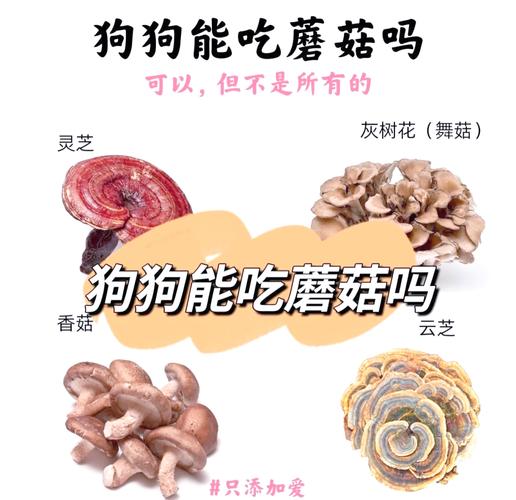 宠物狗狗可以吃蘑菇吗