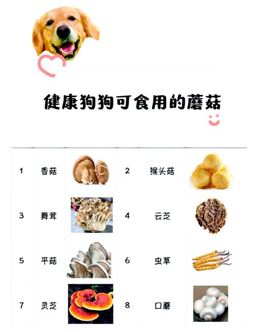 狗狗不小心吃了生的蘑菇怎么办?