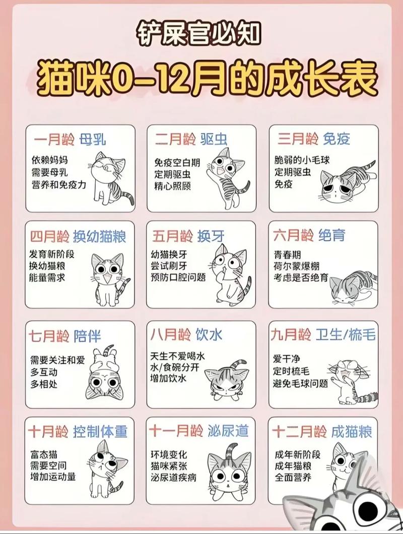 猫咪几个月长大