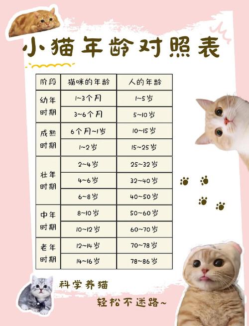 猫几个月算成年
