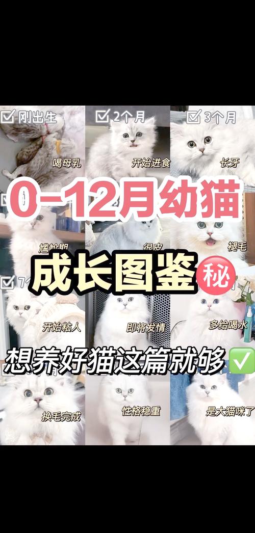 猫几个月能长大