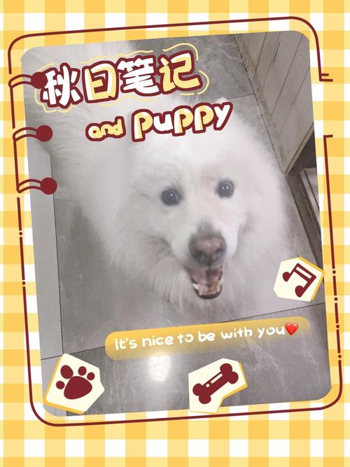 用什么帮狗洗白白,洗得最干净?