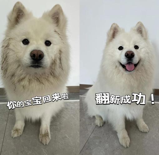 萨摩耶脏了用什么方法能洗白?