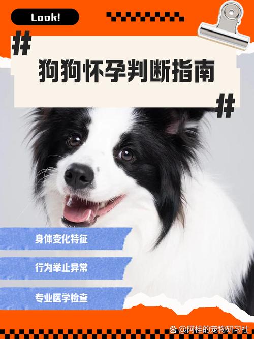 怎么知道狗狗是否怀孕?