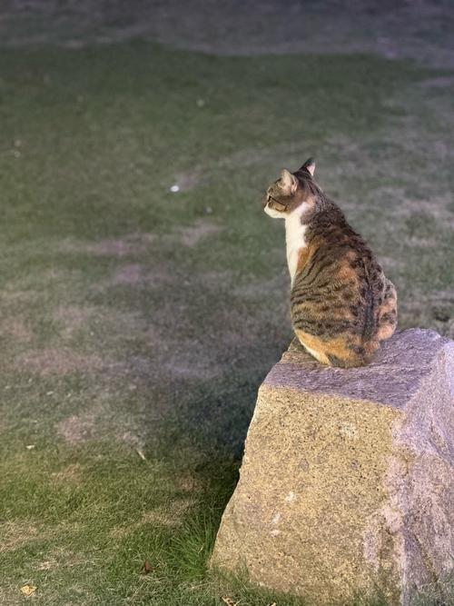 猫咪孤单的表现