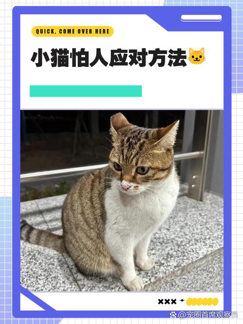 轻轻打了一次小猫后开始怕人了,怎么办?