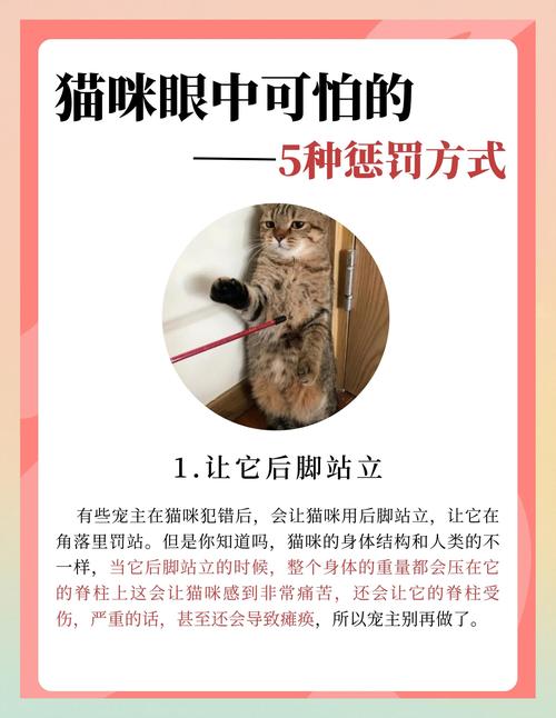 刚拿回来的猫咪怕人怎么办