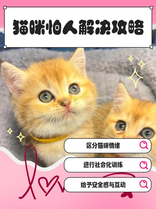 刚抓来的猫咪很怕人怎么办啊