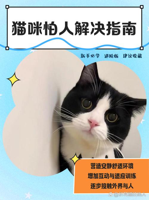 新买的两个月猫咪有应激反应怕人怎么办,天天躲角落里躲着,人一个过去...