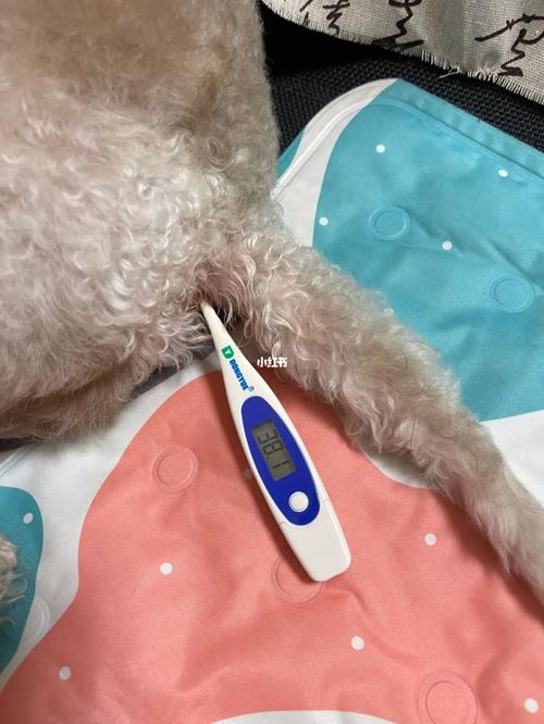 平常人用的水银温度计能给狗狗用么?