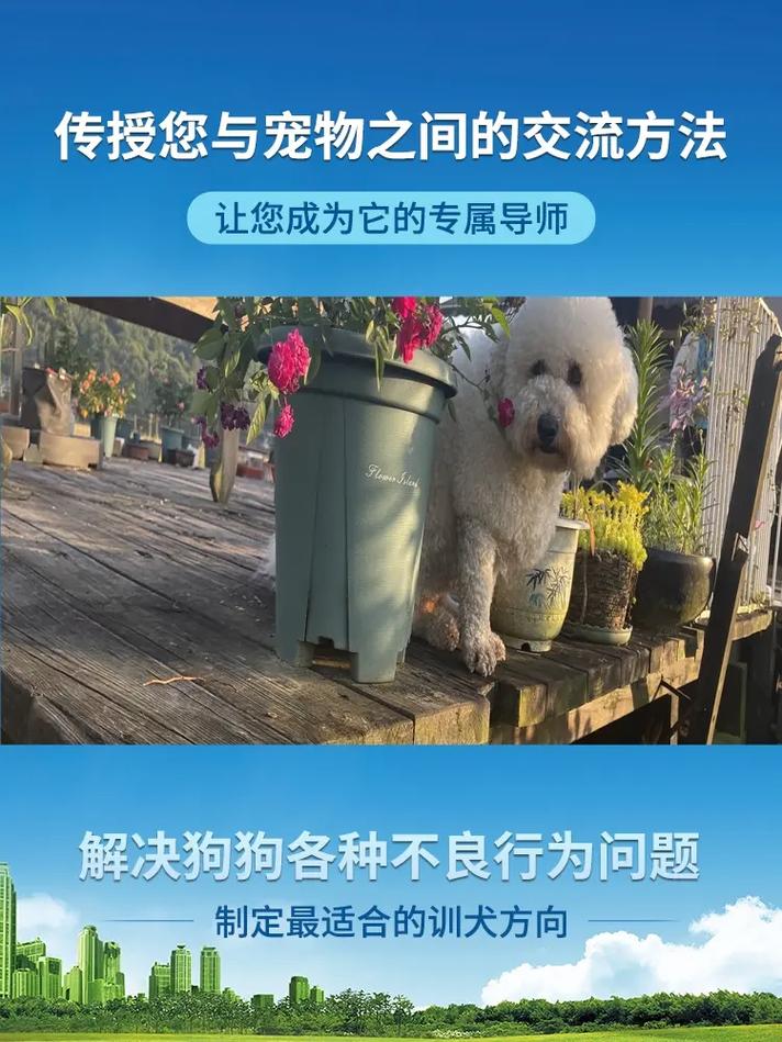 怎么训练狗狗叼东西