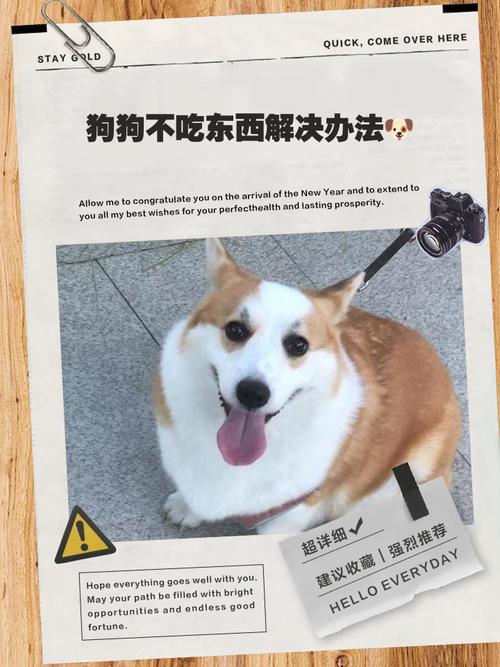 如何训练狗狗叼东西的能力?