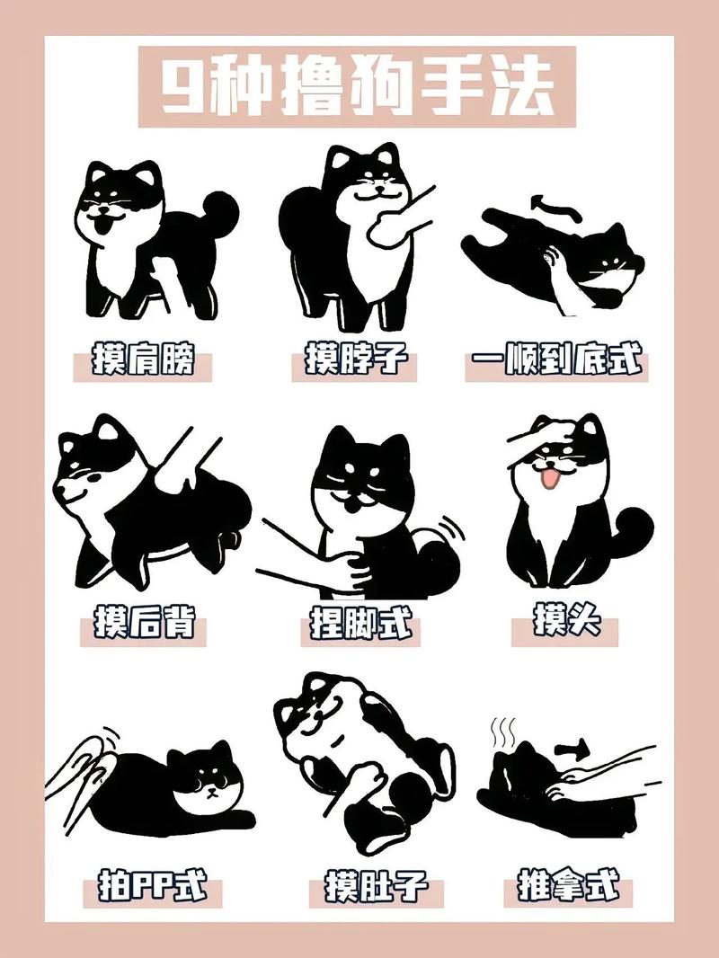 怎么训练狗狗叼东西1