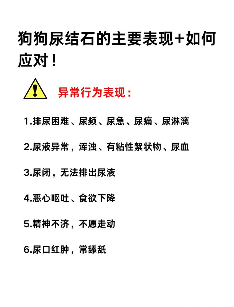狗狗尿结石有什么症状