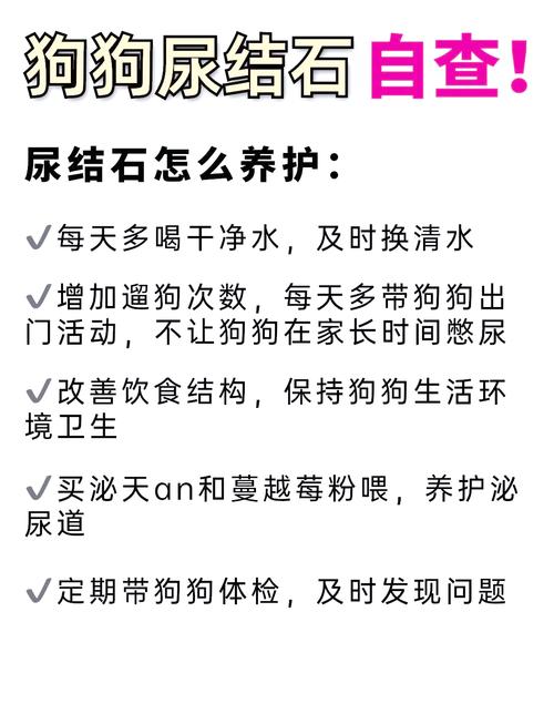 狗狗得了尿结石的症状与治疗