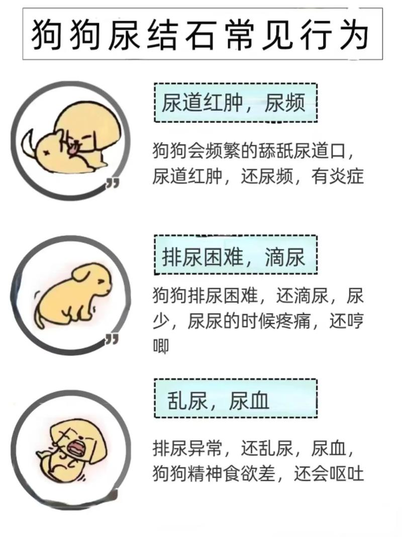 狗狗尿结石的症状