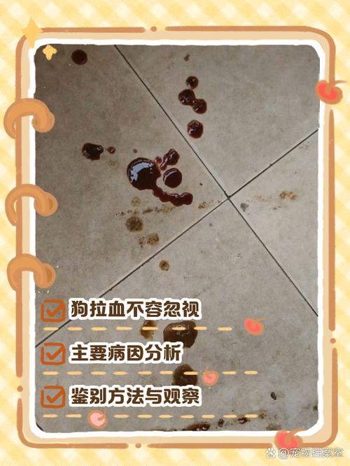 狗狗细小拉血是排毒还是恶化