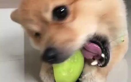 泰迪狗狗可以吃青枣吗