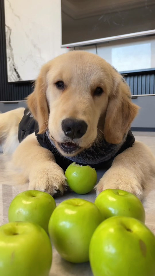 狗狗能吃青枣吗