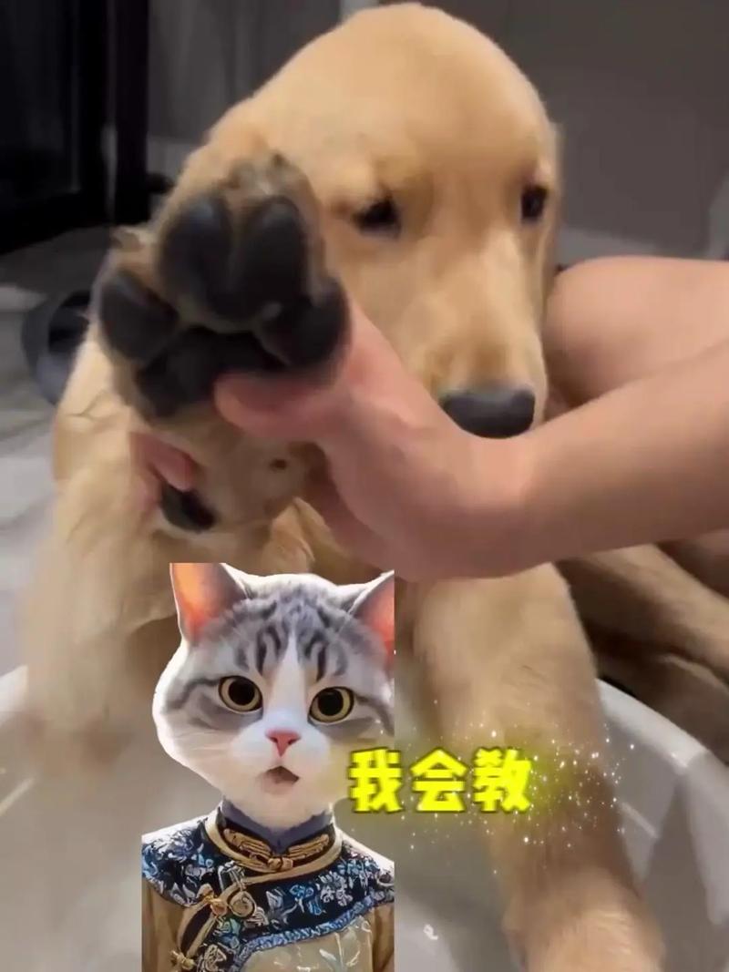 大大泡泡糖含有木糖醇吗?