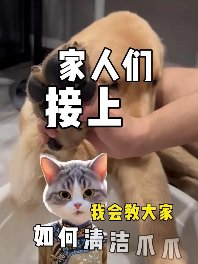 一岁半的哈士奇误吞了两颗益达的泡泡糖,会不会死?