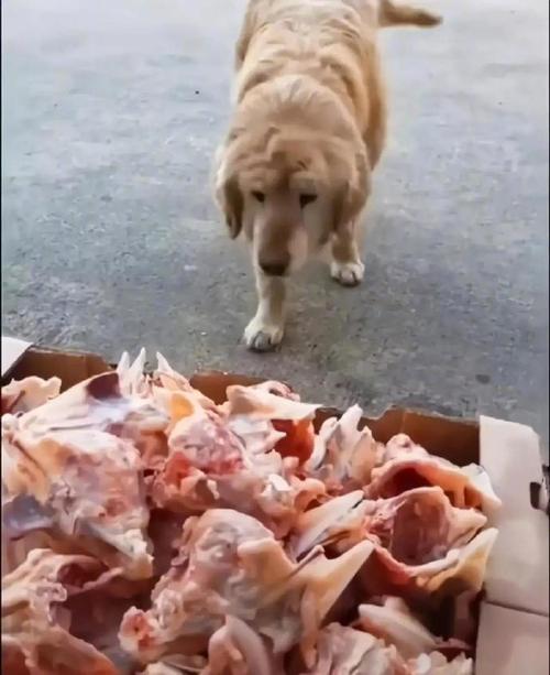 狗多久吃一次鸡架比较好