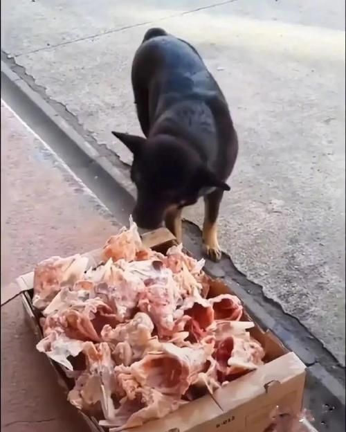 狗到底能不能吃鸡架子