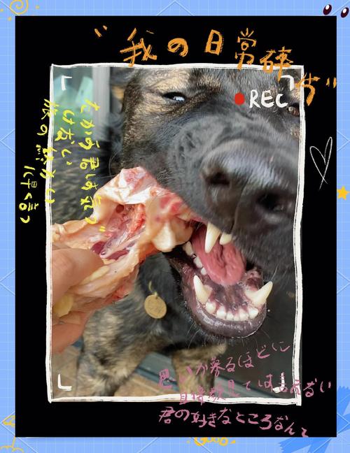 狗狗可以长期吃鸡架吗