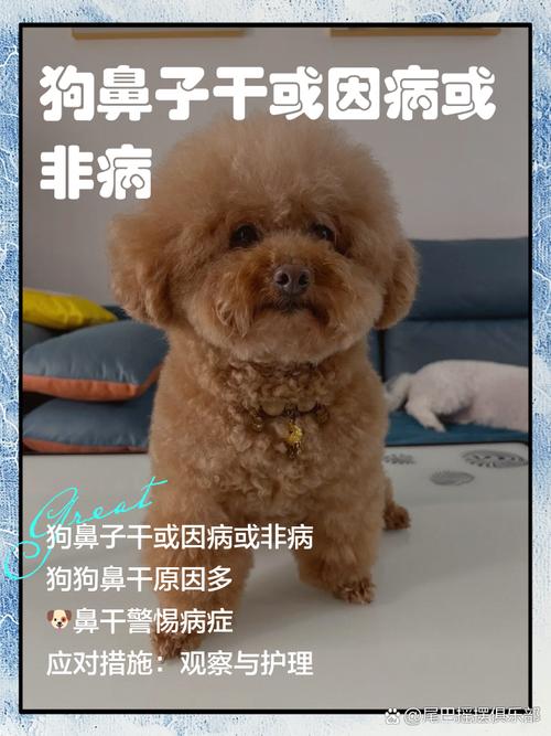 狗狗好几天不吃饭,只喝水,鼻子是干的