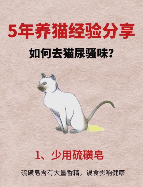 猫尿味去除的11种方法