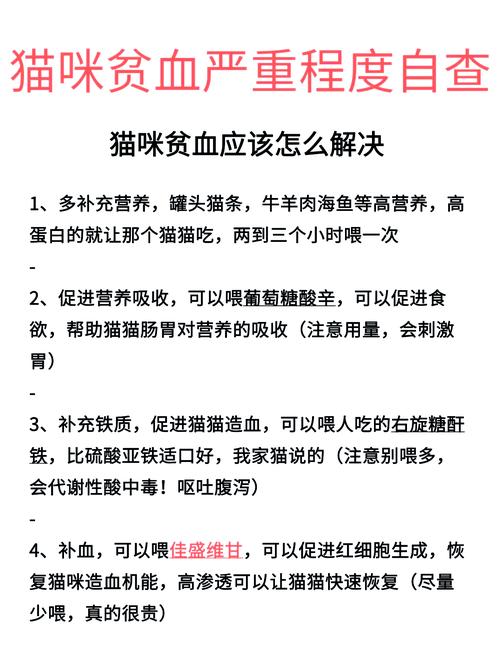 猫咪贫血会自愈吗