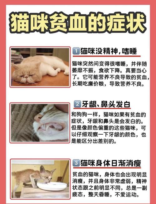 猫猫(贫血)体弱多病没胃口,猫咪(贫)血身体胃口都差怎么办?
