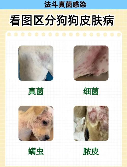 狗狗皮肤病传染给人了怎么办?