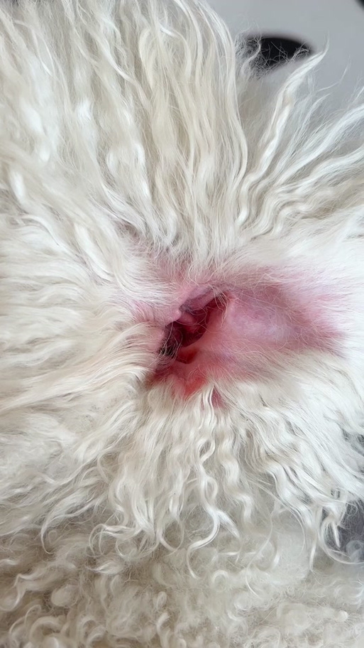 狗狗耳朵发热怎么回事