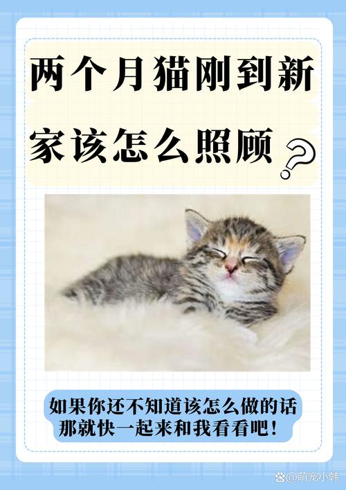 2个月猫怎么养
