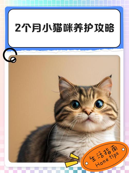 2个月猫咪怎样养大?