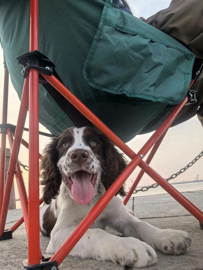 狗狗多大会憋尿憋大便