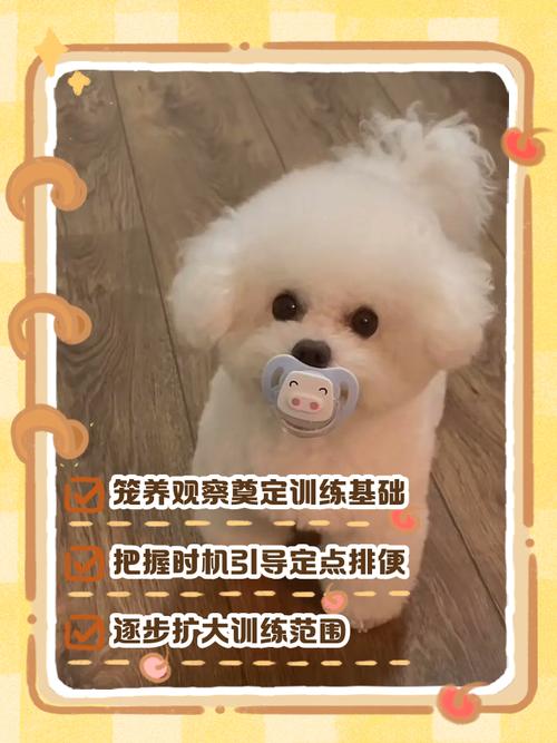 比熊什么时候才可以憋住大小便?