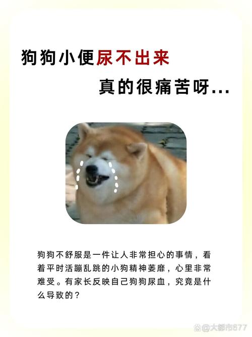 狗憋尿一晚上可以吗?