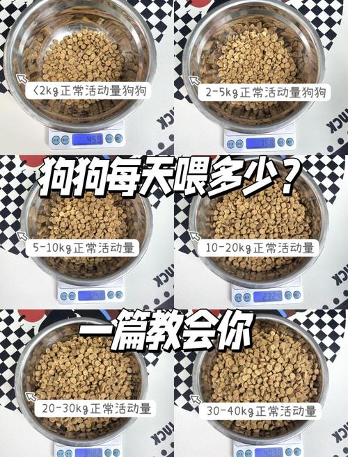 狗狗一天喂几次最合适?