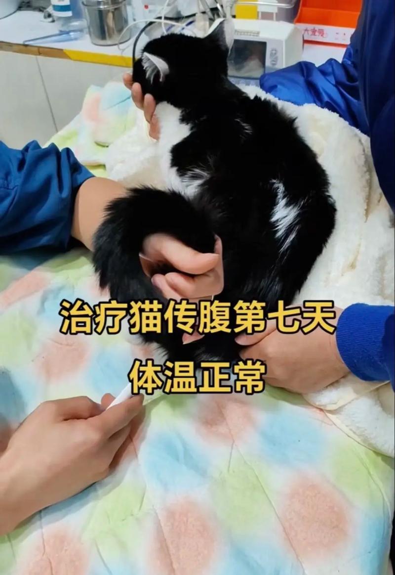 猫腹水打441要打多久才能治愈