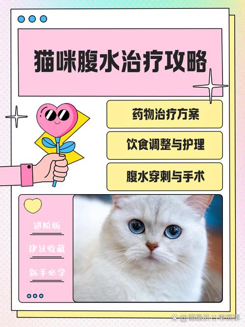 猫咪得了猫腹水还能活多久