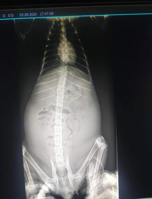 猫得了腹水怎么治疗?