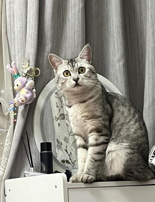 猫腹水吃什么药排腹水