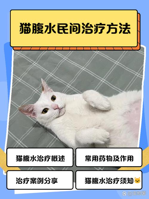 猫腹水怎么治疗