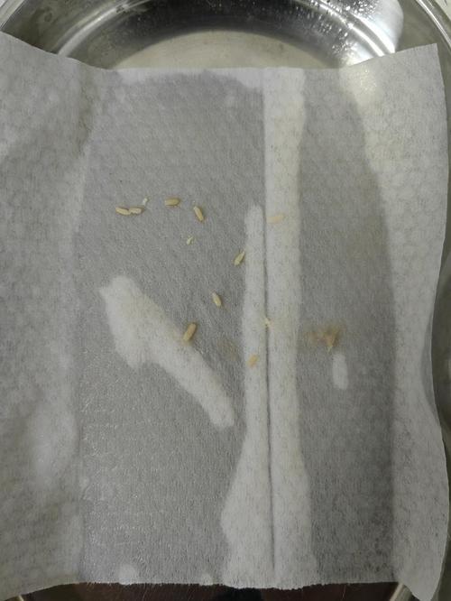 猫咪拉出白色蠕动小虫子