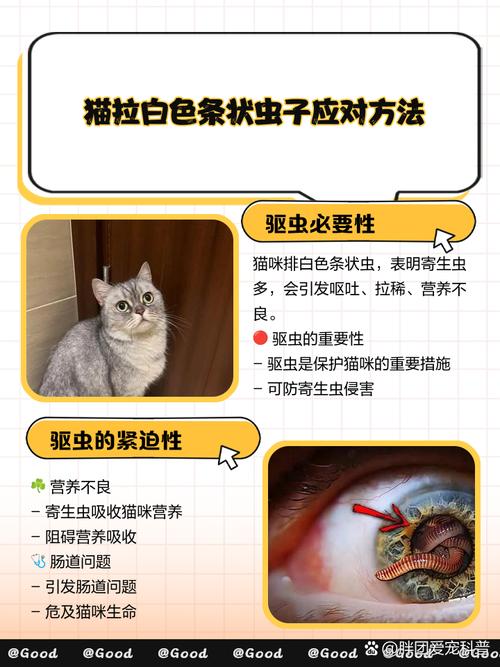 今天看到小猫屁股上有几条白色会蠕动的虫子,是什么虫,该怎么办?