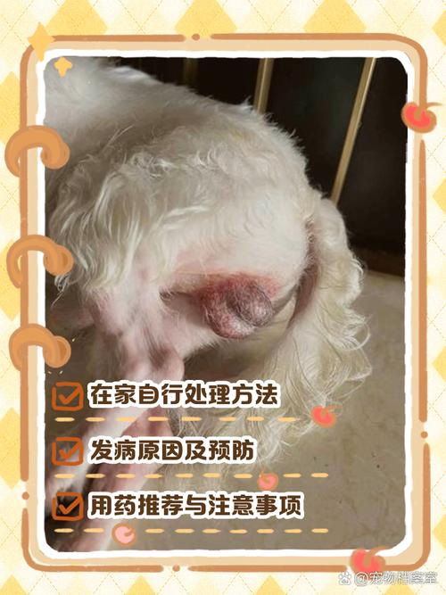 我家狗狗被车压的皮肉分离用什么药才能长好